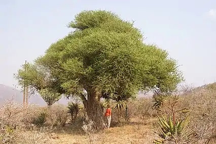 Specimen with a clear browse line, Limpopo