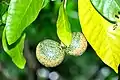 Paired, follicular fruits of V. africana.