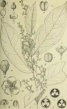 botanical illustration