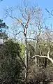 A Brachychiton australis (Broad-leaved bottle tree) in Undara Volcanic National Park