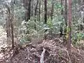 Bowenia Lake Tinaroo form in sclerophyll woodland near Lake Tinaroo, Atherton Tableland, far north Queensland