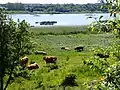 Pasture meadows with grazing cattle.