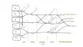 The brachial plexus, including all branches of the C5-T1 ventral primary rami. Includes mnemonics for learning the plexus's connections and branches.