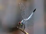 Male puts his tail in the air in an obelisk position that is not vertical