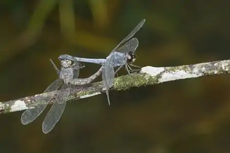 Brachydiplax sobrina mating pair