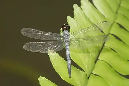 Brachydiplax sobrina male