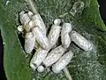 Braconid wasp empty cocoons