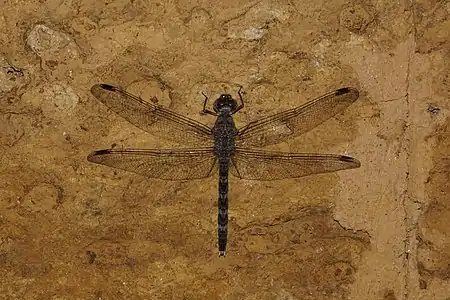 Bradinopyga geminata female