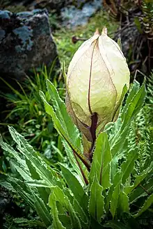 Brahma Kamal Saussurea obvallata.