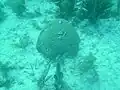 Brain coral (Diploria strigosa) at 9-foot Stake reef in 2010