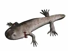 Branchiosaurus, a branchiosaurid of the late Carboniferous of central Europe