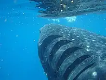 Image 1The gill slits of a whale shark flaring as it expels water from its pharyngeal cavity. (from Shark anatomy)