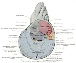 Cross section of the lower leg, with triceps surae at back (soleus and gastrocnemius)