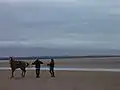 Horses on the beach