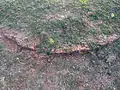 Brick outline of Stupa at Gudiwada Dibba