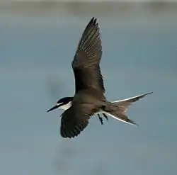 In flight Lady Elliot Island, Queensland, Australia