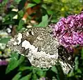 On a  Buddleia davidii flower