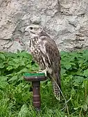 A falcon used for falconry on a perch at Veveří Castle in the Czech Republic