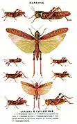 Illustrations from Brockhaus and Efron Encyclopedic Dictionary