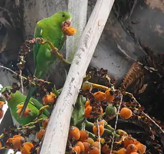 Brotogeris chiriri feeding on Syagrus romanzoffiana in São Paulo.