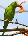 Yellow-chevroned parakeet eating flower