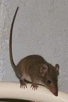 Brown antechinus