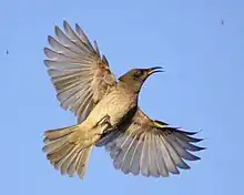 Brown honeyeater catching insects in the air