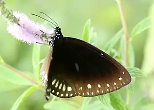 Dorsal view