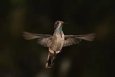 showing green gorget