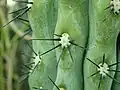 Spines