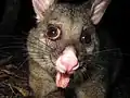 Common brushtail possum (T. vulpecula)