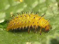 Fourth-instar larva