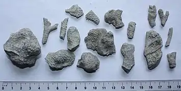 Bryozoa