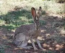 Black-tailed jackrabbit (Lepus californicus), Texas (13 June 2006).