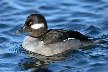 Bufflehead (female)