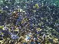 Shoal of blue tangs