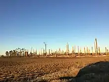 Image 5Trees that were completely debarked and denuded near Buckeye, Arkansas. (from Tornado outbreak of December 10–11, 2021)