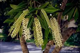 Foliage and flowers