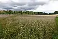 Buckwheat field near Vrchovina in the Czech Republic