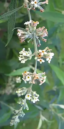 Inflorescence of Buddleja paniculata