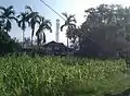 A village scene of Budhabare with maize plants and betelnut trees