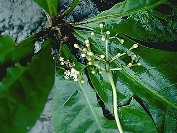 Buds and flowers