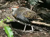 Buff-banded rail, Kiwi Birdlife Park, Queenstown, New Zealand