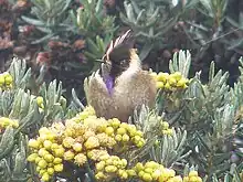 Buffy Helmetcrest (Oxypogon stuebelii)