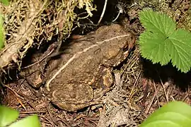 Western toad