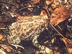 Great Plains toad