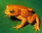 The species Bufo periglenes (Golden Toad) was last reported in 1989