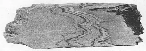 Specimen of Chickies Banded Slate. Shows older folded schistosity parallel to bedding cut by younger cleavage inclined to bedding.