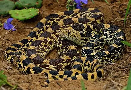 Bullsnake (Pituophis catenifer sayi), Mason County, Illinois (June 13, 2018)