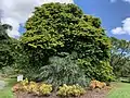 Gonopterodendron arboreum in bloom in Mounts Botanical Garden